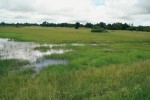 Rozlehlá tůň v pánvi dolního toku Zambezi vysychá na výrazně kratší dobu než stanoviště na předchozích obr.  a existuje jako systém propojených tůní, často nyní sloužících k pěstování rýže. Vyskytují se zde druhy N. krysanovi a N. orthonothus. Foto M. Reichard