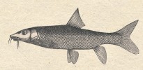 Parma obecná (Barbus barbus).  Západopalearktický rod Barbus je  příkladem paleotetraploidní formy  kaprovitých (Cyprinidae). Kresba z článku A. Friče České ryby (Živa 1859)