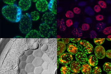 PhD. pozice, Oddělení funkčního uspořádání biomembrán