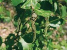 Úzký trychtýřovitý smotek zobonosky březové (Deporaus betulae) na listech břízy. Foto R. Stejskal