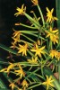 Apostasia wallichii – nejrozšířenější zástupce celé podčeledi a jediný druh rostoucí v Austrálii, v oblasti Queens­landu. Žluté, téměř pravidelné květy  jsou 0,8–1,2 cm velké a vzdáleně připomínají např. květ rajčete. Foto A. Lamb