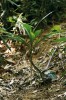 Morfologickou zvláštností zástupců podčeledi Apostasioideae jsou silné adventivní kořeny, které rostlinu „drží“ nad úrovní půdy. Na obr. N. zollingeri var. javanica z přírodní rezervace Hon Ba v jižním Vietnamu. Foto J. Ponert