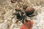 Samice pavouka r. 2013 – sklípkánka hnědého (Atypus affinis). Foto R. Macek