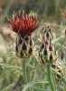 Vzácná Tomanthea daralaghezica z čeledi hvězdnicovitých (Asteraceae)  je dekorativní, chrpám příbuzný druh. Tento endemit se vyskytuje na kamenitých svazích, ve stepní vegetaci  nebo submediteránních formacích  pouze v jihozápadní Arménii. Snímky L. a E. Ekrtovi