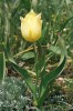Tulipán citronově žluté barvy, Tulipa confusa, se řadí mezi endemity jižní části Arménie a přilehlých oblastí (Nachičevan, Karabach). Roste ve světlých lesích, na loukách a alpínských trávnících. Snímky L. a E. Ekrtovi