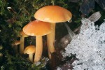 Penízovka sametová (Flammulina velutipes), houba obsahující betaglukany. Foto M. Kříž