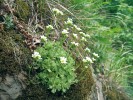 Jediné dvě recentní oblasti výskytu lomikamene trsnatého vlnatého (Saxifraga rosacea subsp. steinmannii) se nacházejí v údolí Labe a Jizery. Foto K. Nepraš