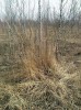 V pokročilejším stadiu vegetační sukcese se na opuštěném odkališti  začínají objevovat stavitelé kup – velcí mravenci trávní (Formica pratensis). Chvaletice. Foto P. Vojtíšek