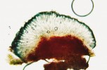 Řez plodnicí houboplodky  krvavějící (Mycoblastus sanguinarius). Pro horní část výtrusorodé vrstvy  (epihymenium) je charakteristický tmavě zelený pigment (Cinereorufa-green),  ve spodní části plodnice (hypotecium)  se koncentruje rodokladonová kyselina. Tuto látku nalezneme i ve stélce, proto jsou narušená místa stélky sytě červená. Foto J. Malíček