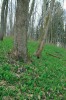 Místo výskytu včelínky ozdobné – vlhké partie pod lipami s podrostem  česneku medvědího (Allium ursinum) a bažanky vytrvalé (Mercurialis perennis). Foto A. Lacina