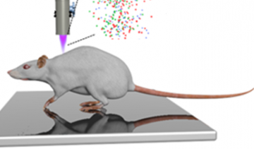 Nízkoteplotní plazma stimuluje hojení akutních ran u potkana