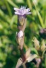 Hořeček ladní pobaltský (G. campestris subsp. baltica) má čtyřčetný květ s vý­razně nestejně velkými kališními cípy, dva širší z velké části překrývají dva užší. U květu i poupěte na obr. je vždy uprostřed menší kališní cíp zčásti překrytý a obklopený dvěma většími. Křivoklátsko, údolí Klíčavy (12. srpna 2012). Foto J. Brabec
