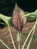 Květenství křivušky A. proboscideum napodobuje břichatkovitou houbu.