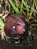 Skunkovka ledvinolistá (S. renifolius). Květenství barvou a zápachem vábí řadu druhů hmyzu, především dvoukřídlé, blanokřídlé, brouky, ploštice a pošvatky. Foto P. Sekerka