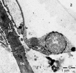 Snímek plazmodezmu na podélném řezu z transmisního elektronového mikroskopu: pd – plazmodezmy, pm – plazmatická membrána, mt – mitochondrie, bs – buněčná stěna. Foto Z. Lenochová / © Z. Lenochová