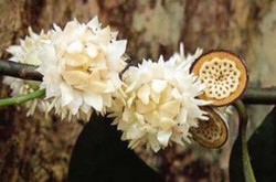 Primitivní stavba květu druhu Eupomatia laurina prozrazuje, že ho můžeme považovat za jednu ze živoucích zkamenělin mezi kvetoucími rostlinami. Na obr. je jeden ze dvou druhů této čeledi, jenž se vyskytuje pouze v keřovém patru deštného lesa Papuy Nové Guineje a východní Austrálie. Foto D. Stančík / © D. Stančík