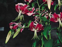 Jméno lilie ´Black Beauty´ (Černá kráska) vystihuje opravdu tmavou barvu jejích květů, které nadto mají i velmi nevšední tvar. Jde o křížence orientálních a tzv. čínských hybridů. Foto M. Studnička / © Photo M. Studnička