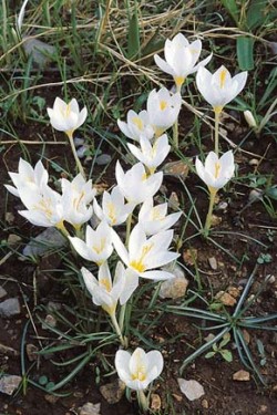 Setkání s tisíci rozkvetlých šafránů (na obrázku dekorativní trsy Crocus boryii) patří k nezapomenutelným zážitkům podzimní návštěvy Peloponésu. Foto J. Suda / © Photo J. Suda