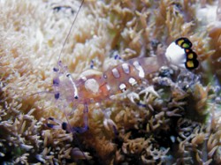 Kreveta Periclimenes brevicarpalis (2,5 cm) na sasance Cryptodendrum adhaesivum v Rudém moři (Písečné dno v hloubce 12 cm)
Foto M. Balzarová / © Photo M. Balzarová