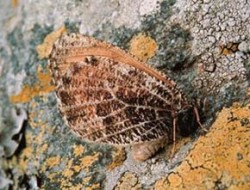 Okáč ledovcový (Oeneis glacialis). Zbarvení rubu zadních křídel umožňuje tomuto vysokohorskému motýlovi dokonalé splynutí s podkladem - kameny porostlých lišejníky. Francouzské Alpy, průsmyk Sv. Bernarda. Foto G. O. Krizek / (c) Photo G. O. Krizek