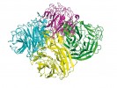 Trojrozměrná struktura enzymově  aktivního tetrameru neuraminidázy  ptačího chřipkového viru typu A H5N1. Jednotlivé podjednotky jsou pro přehlednost barevně odlišeny. Orig. M. Lepšík (struktura převzata z databáze PDB,  kód 2HTY)