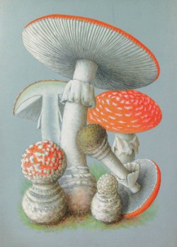 U Františka Tyttla málokdy takto zvítězil pohled umělce nad strohostí vědecké ilustrace. Muchomůrka červená Amanita muscaria). Foto z archivu Západočeského muzea v Plzni / © Archive Západočeské muzeum Plzeň