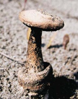 Položivá plodnice břichatkovité houby pečárkovce písečného (Gyrophragmium delilei) na písečné duně poblíž ústí řeky Evrotas na Peloponésu (Řecko). Foto V. Zelený / (c) Photo V. Zelený