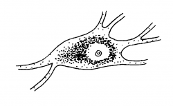 Na sjezdu německých přírodovědců a lékařů v Praze r. 1837 předvedl  J. E. Purkyně mimo jiné detailní  vyobrazení neuronů v substantia nigra s částicemi pigmentu. V přednášce také uvedl, že pigment se skládal z velmi malých tělísek a v oblasti substantia  nigra byl tmavohnědý.