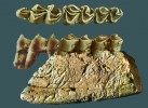 Další ze spodnooligocenních savců nalezených v sopečných popelech v Dětani. Sudokopytník Lophiomeryx mouchelini je severoamerického původu, dole – spodní čelist se stoličkami m1–m3 (vnější stěna čelisti nese typické stopy termitů); nahoře – pohled na skusnou  plochu, dole pohled z vnější strany. Foto O. Fejfar