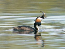 Potápka roháč (Podiceps cristatus) se živí drobnými rybami, ale je schopna pozřít i značně větší sousto, jakým je např. jednoletý plůdek kapra. Foto J. Ševčík / © J. Ševčík