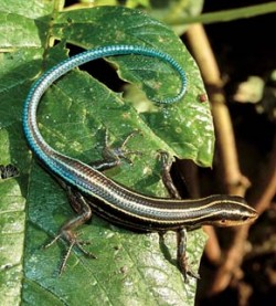 Překrásným slunomilným scinkem je emoja modroocasá (Emoia caeruleocauda), s níž se můžeme setkat na nízké vegetaci lesních okrajů a světlin. Foto A. Krása / © A. Krása