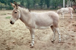 Osel somálský (Equus africanus somaliensis) je patrně jediným přežívajícím zástupcem oslů afrických. Foto J. Volf / © J. Volf