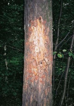 Medvědí zrcadlo - Medvědí zrcadlo, teritoriální značka medvěda brtníka (Ursus arctos arctos), je v přítmí lesa zřetelně viditelné. Les ve městě Orlová, 1. 9. 2002. Foto H. Kuzník