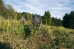 Statná a bohatě větvená rostlina hořečku drsného Sturmova (Gentianella obtusifolia subsp. sturmiana; výška 41 cm, 185 květů) z lokality Volfštejn u Černošína (23. září 2010).  Foto J. Brabec