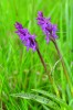 Prstnatec májový (Dactylorhiza  majalis) roste v regionu přinejmenším  na 15–20 lokalitách. Patří k typickým  průvodcům mokřadních společenstev  a indikátorům poměrně zachovalých luk. Foto J. Malíček