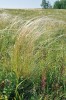 Na jihouralských stepních  loukách a kavylových stepích roste  kavyl tenkolistý (Stipa tirsa). Foto J. Roleček