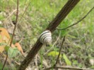 Xerotermní páskovka žíhaná  (Cepaea vindobonensis) se v Čechách objevuje až s příchodem neolitických  rolníků od jihovýchodu. Z českých interglaciálů však není bezpečně doložena, takže by zde mohla představovat jednoho z prvních moderních imigrantů –  ovšem jen v Čechách, neboť na Moravě  a na Slovensku se vyskytuje  i v pleistocenních interglaciálech.