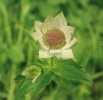 Jarmanka obrovská (Astrantia  maxima) – charakteristický druh  bylinného patra světlých lesů vyšších poloh a vysokobylinných niv. Foto E. a L. Ekrtovi