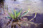 1	Vodoklas Orontium aquaticum  je atraktivní vodní rostlina, s níž  se často setkáváme i v našich zahradách. Listy mají silnou voskovou kutikulu a jsou proto nesmáčivé. Foto P. Sekerka