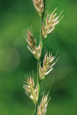 Jílek mnohokvětý (Lolium multiflorum) – mnohokvěté klásky s osinami na pluchách. Foto L. Hrouda / © Photo L. Hrouda