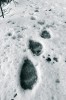 Stopy medvěda hnědého v tajícím jarním sněhu. Pohoří Vrancea,  Rumunsko. Foto O. Hauck jr.