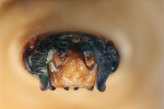 Čelní pohled na hlavu larvy krasce Julodimorpha saundersii s vyčnívajícími ústními orgány. Dlouhé vertikální desky („uši“) po stranách kusadel slouží  zřejmě k rytí v půdě, nebo jako ochrana  měkkých částí ústních orgánů (labio- -maxilární komplex, který je u larev  krasců složený z brady, spodního pysku a pyskových makadel – masitý  oranžový orgán uprostřed snímku). Foto S. Bílý