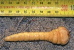 Larva téhož druhu tak, jak byla  nalezena v terénu (pohled shora –  z dorzální strany). Foto M. Peterson