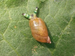 Larvy motolice Leucochloridium paradoxum v tykadlech plže jantarky obecné (Succinea putris). Housenkovité útvary navíc nepravidelně pulzují. Pro hmyzožravého ptáka sousto k nakousnutí. 

Foto J. Flegr / © Photo J. Flegr