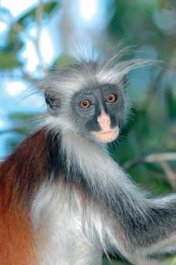 Čelenka bílé srsti na hlavě má u každého jedince guerézy zanzibarské (Piliocolobus kirkii) odlišný charakter. Foto P. Lupták / © P. Lupták