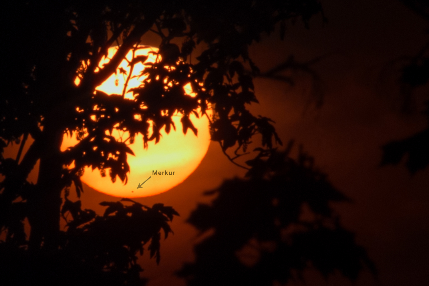 Západ Slunce s Merkurem 9. května 2016 mezi stromy. Foto: Petr Horálek