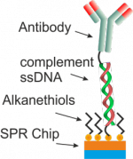 DNA-directed immobilization