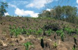 Pole s kukuřicí (Zea sp.), která zde byla vysazena po vykácení sekundárního lesa. Villa Rica, Peru. Foto L. Ehrenbergerová