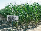 Předpisové označení porostu GM kukuřice. Foto R. Fabiánová