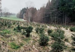 Paseka se opět zalesňuje smrkem, který na půdách prorostlých hyfami dřevokazných hub roste jako z vody. V této generaci smrku bude v 80 letech věku postiženo hnilobou již plných 100 % stromů. Foto J. Fanta / © J. Fanta